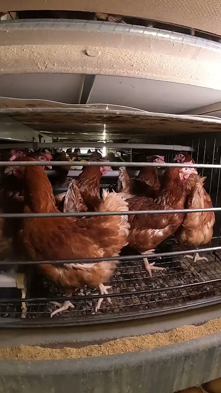 Enriched cage egg chickens