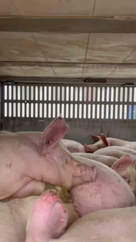 Tired Pig Inside a Slaughterhouse Truck at Vigil
