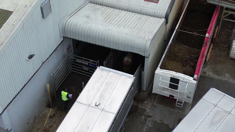 Cows Unloading for Slaughter