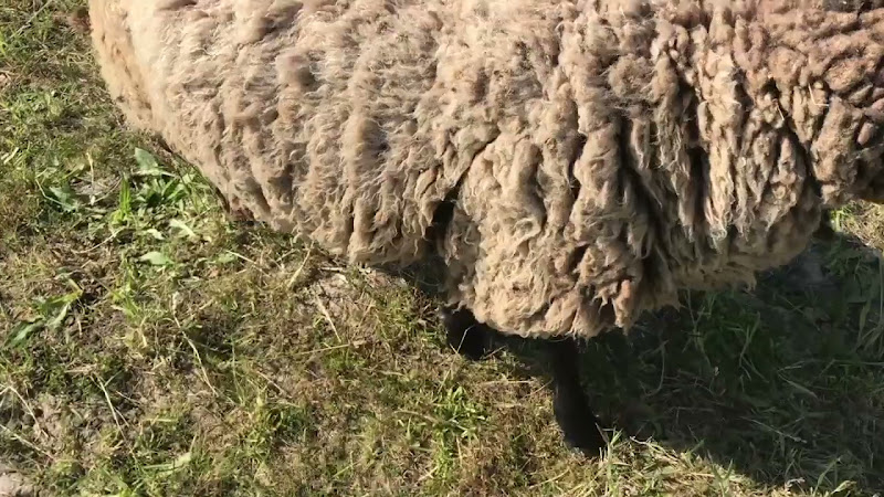 Activist Strokes Sheeps Face