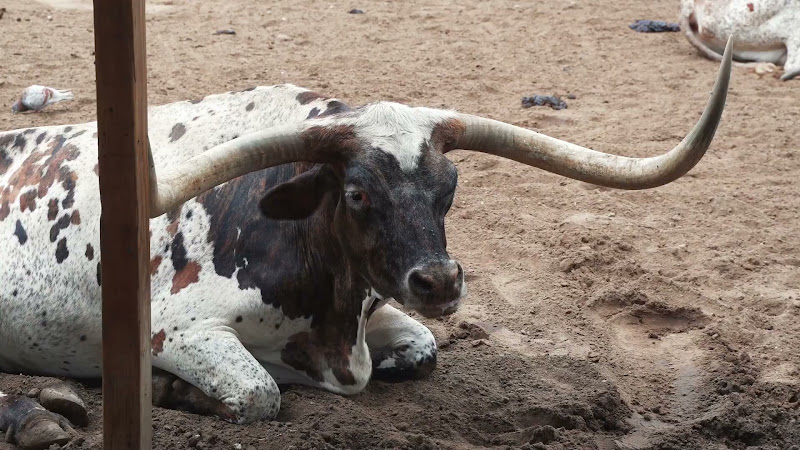 Longhorn Cow Waits for Cattle Drive
