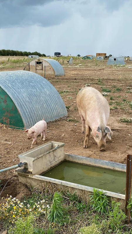 Mother Pig & Piglet 