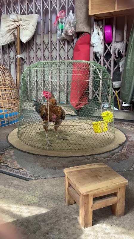 Chicken / Rooster in a cage at market