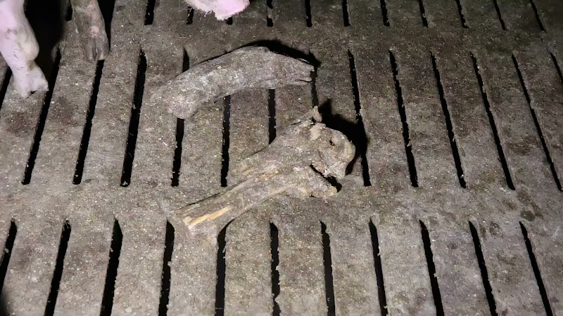 Bone In Pig Pen (Slow Motion)