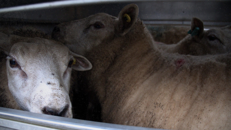 Sheep in Truck at Auction 