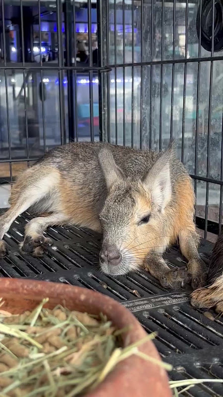 Patagonian Mara For Sale At A Pet Market