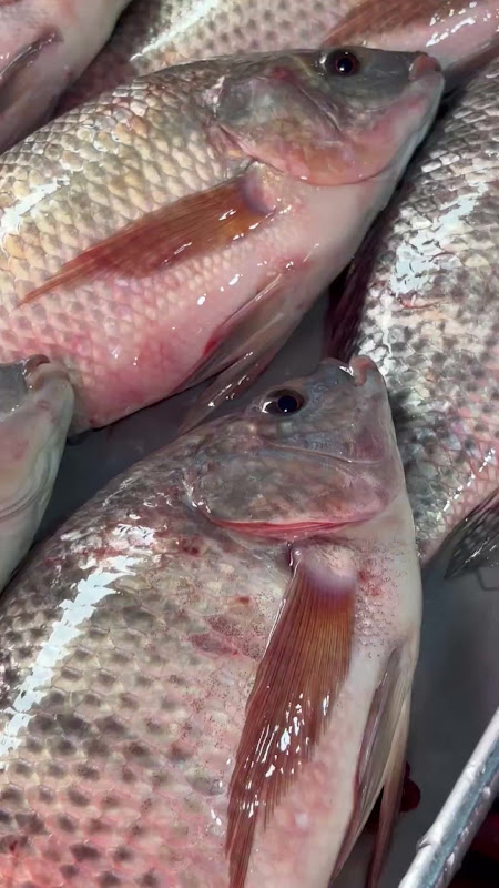 Fish suffocating at food market