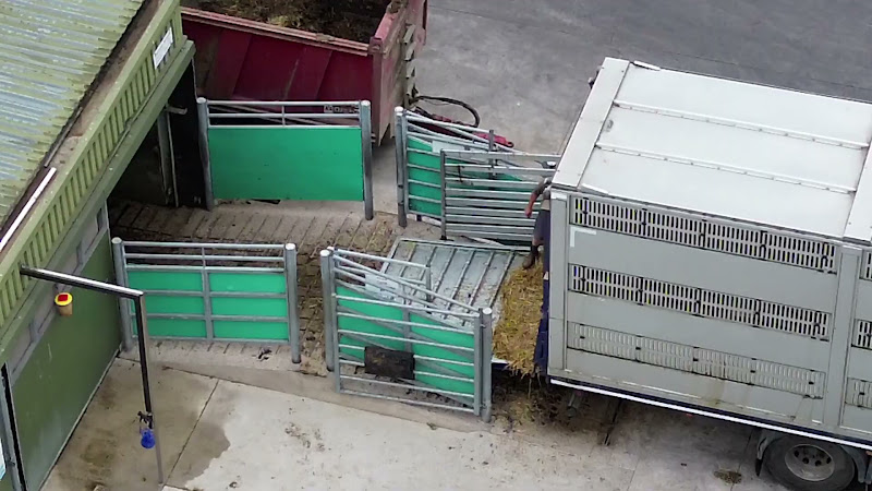 Dairy Cows Unloading at Slaughterhouse - Side View