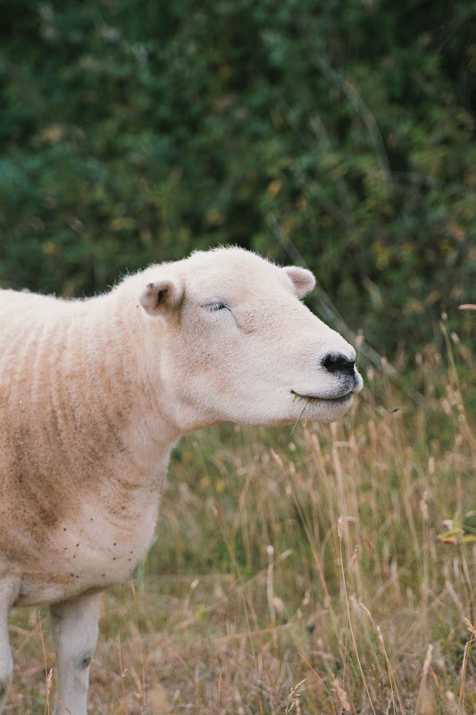 Rescued sheep