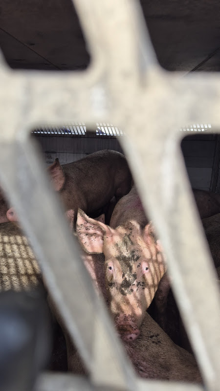 Pigs loaded on slaughthouse truck
