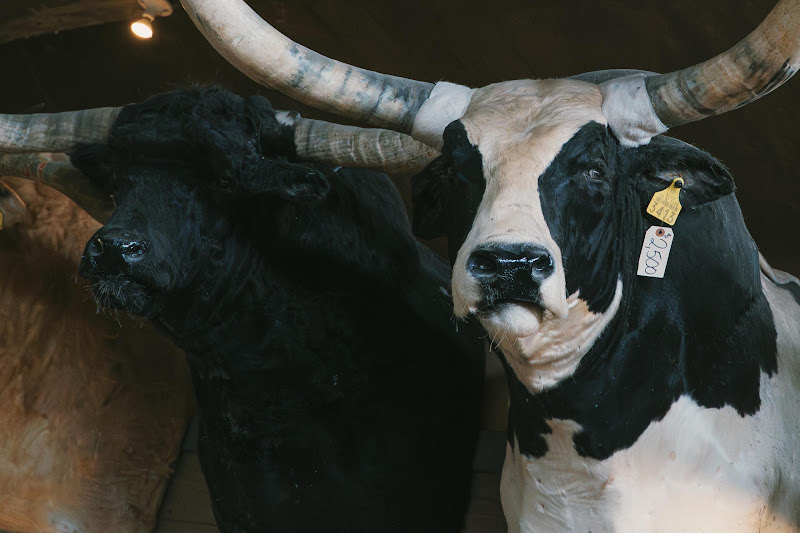 Taxidermy Cattle Heads