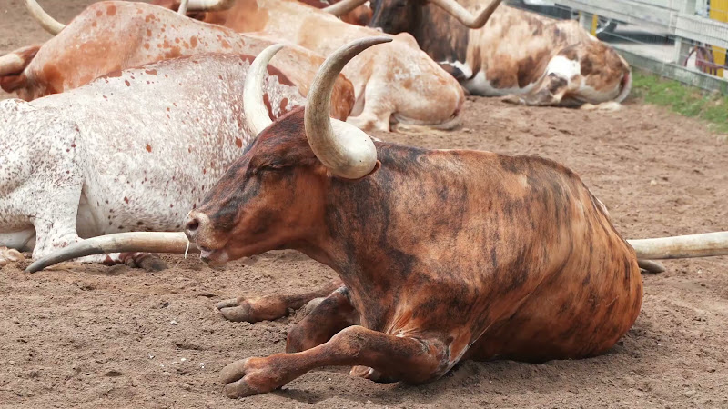 Longhorn Cow Waits for Cattle Drive