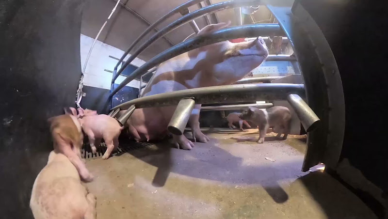 Mother pigs in farrowing crates