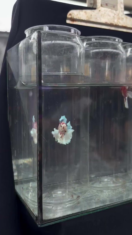 Betta Fish In Bottle At Pet Market
