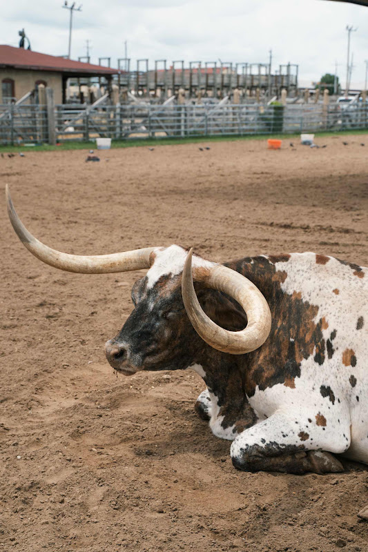 Longhorn Cow Awaiting Cattle Drive