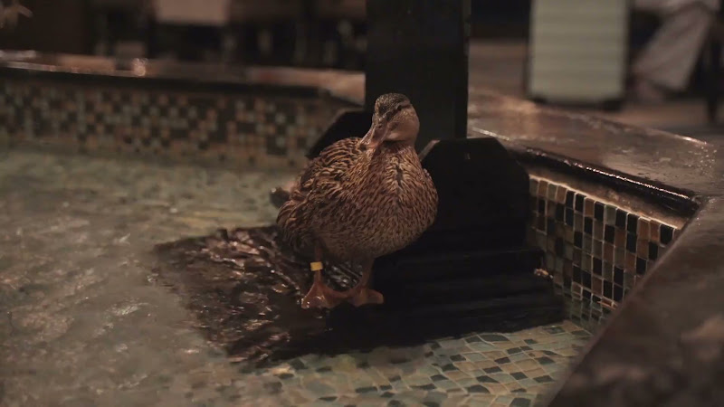 Ducks Kept In Hotel Fountain
