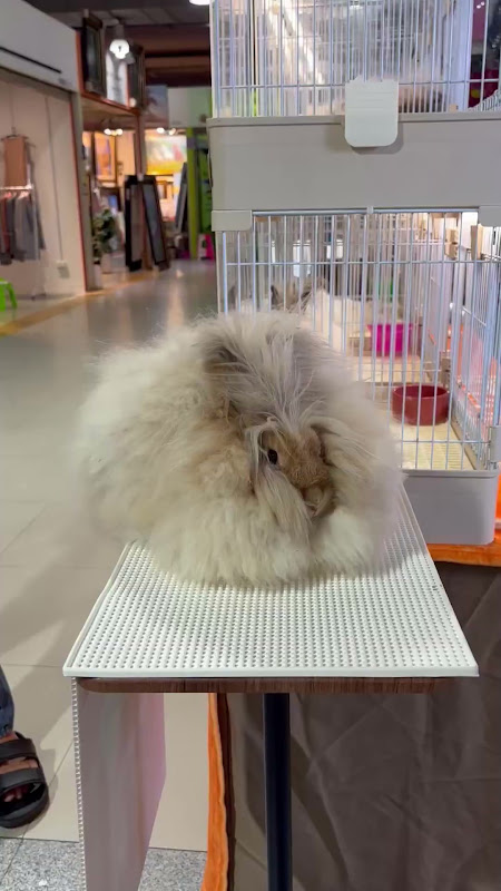 Bunny rabbit at Pet Market