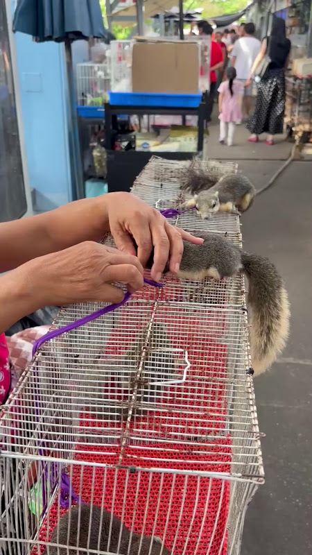 A Squirrel Is Tied To A Cage At Pet Market
