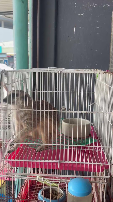 Caged Meerkat and Praire Dog For Sale At Pet market