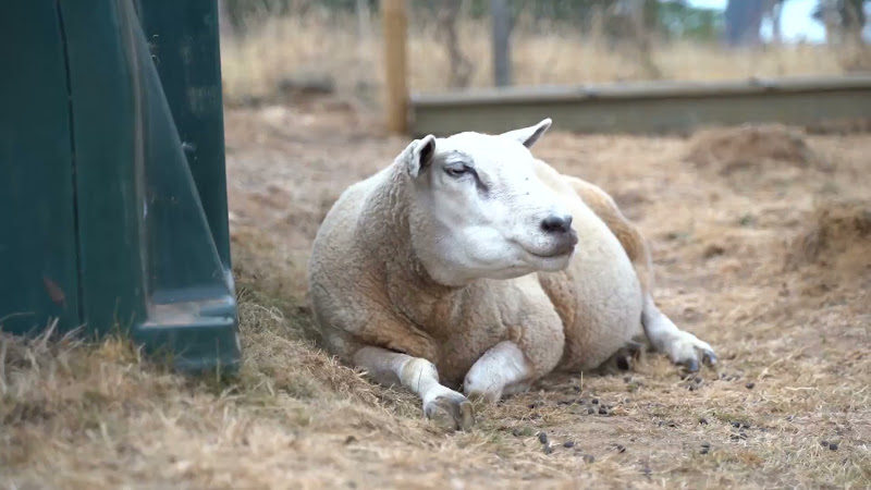 Sheep Lying Down