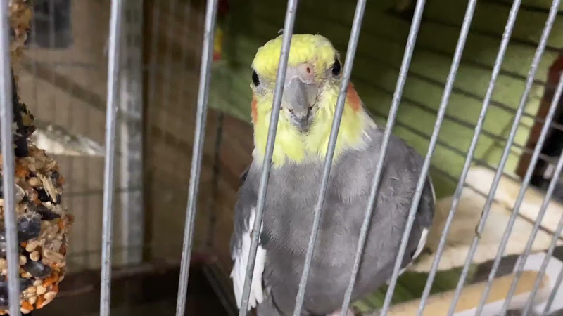 Close-Up Of A Cockatiel In Pet Shop