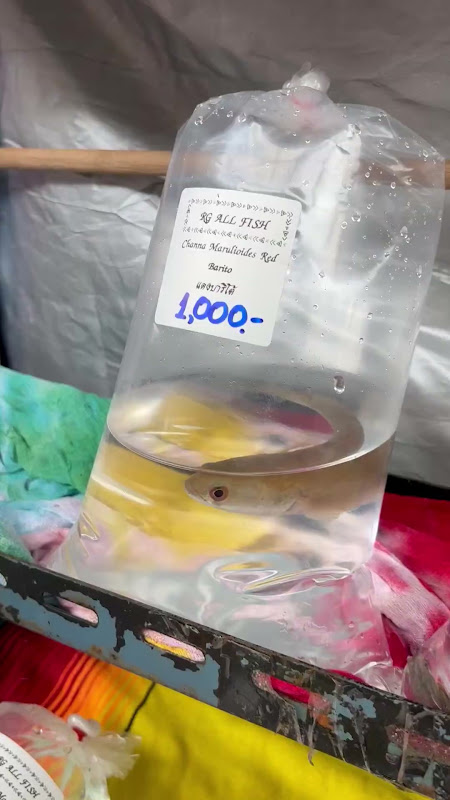 Snakehead Fish In Plastic Bag At Pet Market