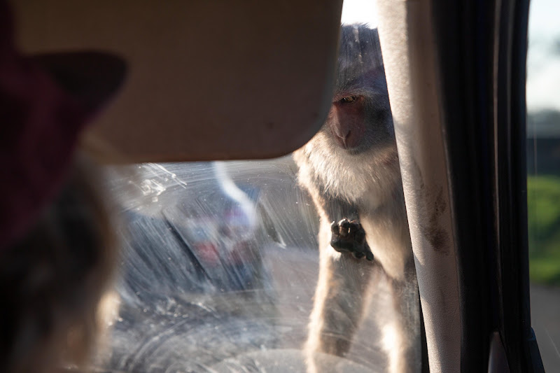 Primate