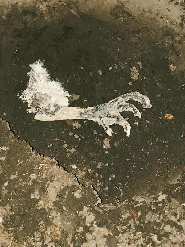 Chickens Leg Found On The Floor
