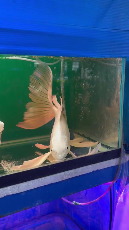 Butterfly Koi Carp For Sale At Pet Market