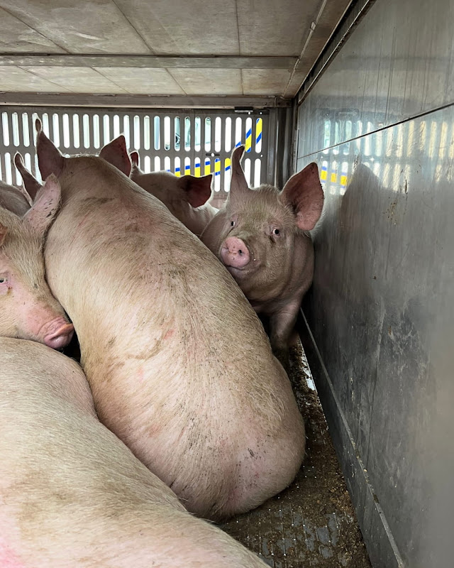Pig Looks at Camera Inside a Slaughterhouse Truck at Vigil