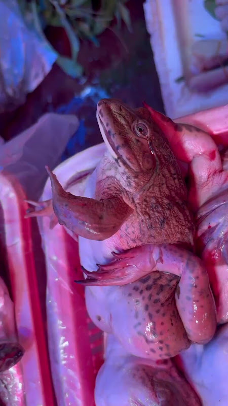 Frog Suffering At Food Market