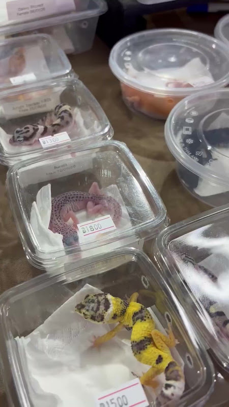 Geckos For Sale At Pet Market