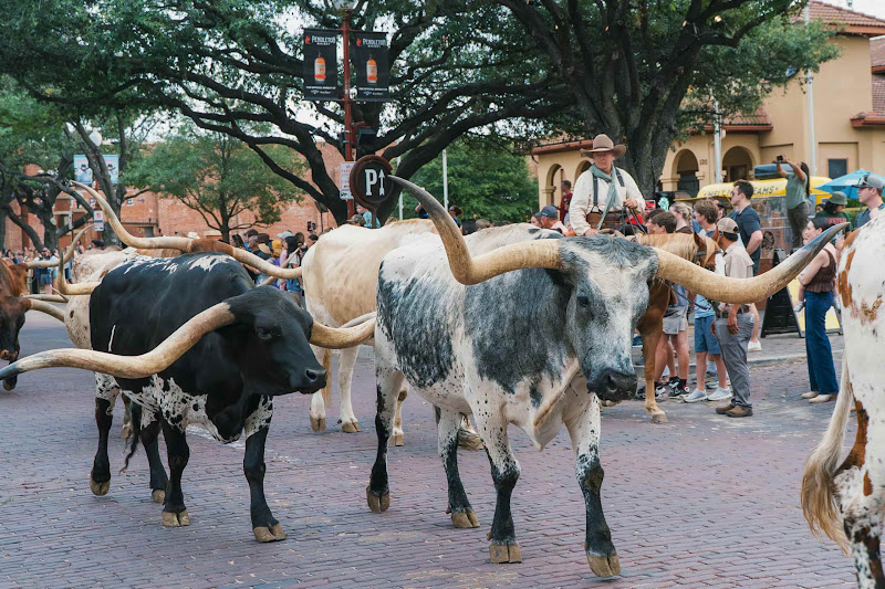 Longhorn Cows Walk The Street For Cattle Drive