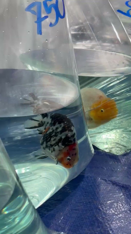 Fancy Goldfish In Plastic Bag