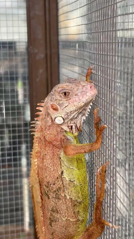 Iguana lizards in a cage