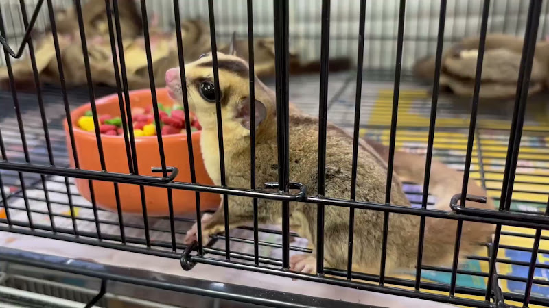 Camera Shows Multiple Sugar Glider Cages At Pet Market