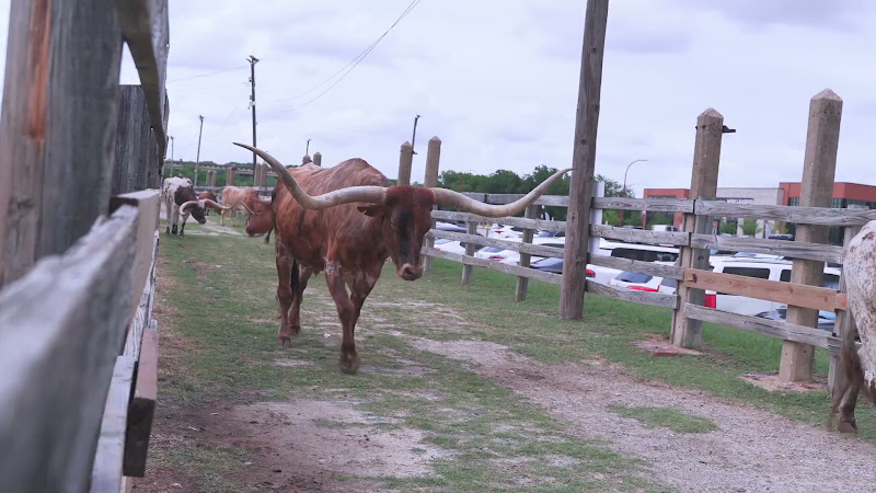 Longhorn Cows Make Their Way To The Street For Cattle Drive