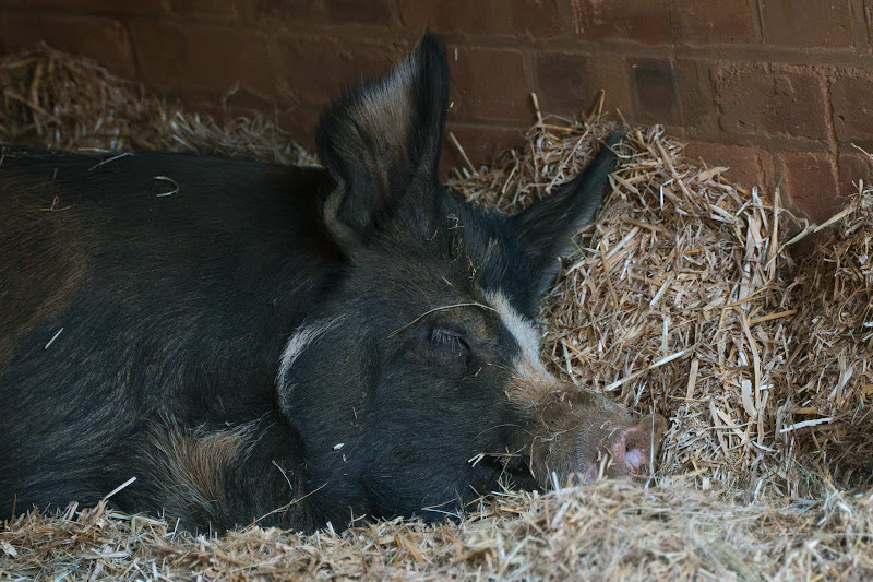 Pig