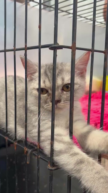 Caged Cat At Pet Market