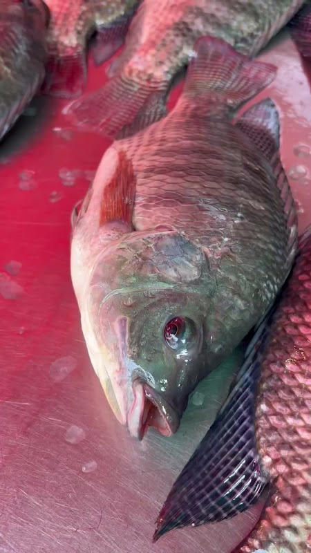 Live fish suffocating at food market