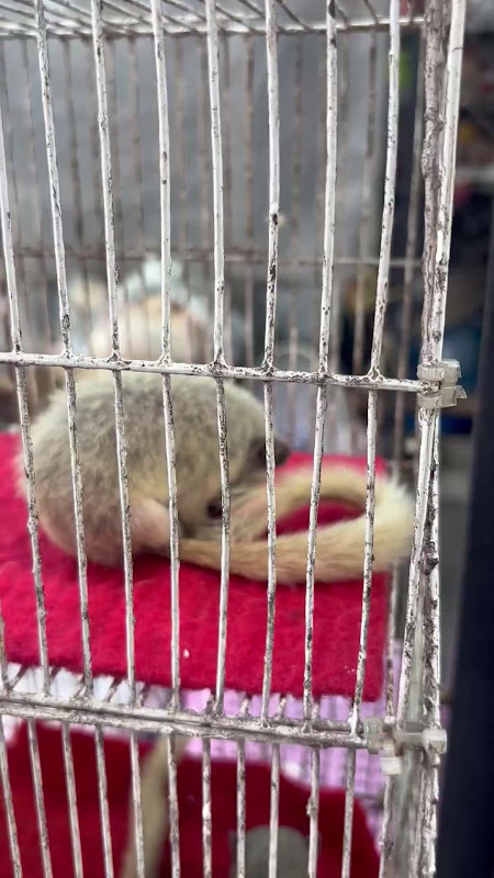 Row Of Caged Squirrels At Pet Market