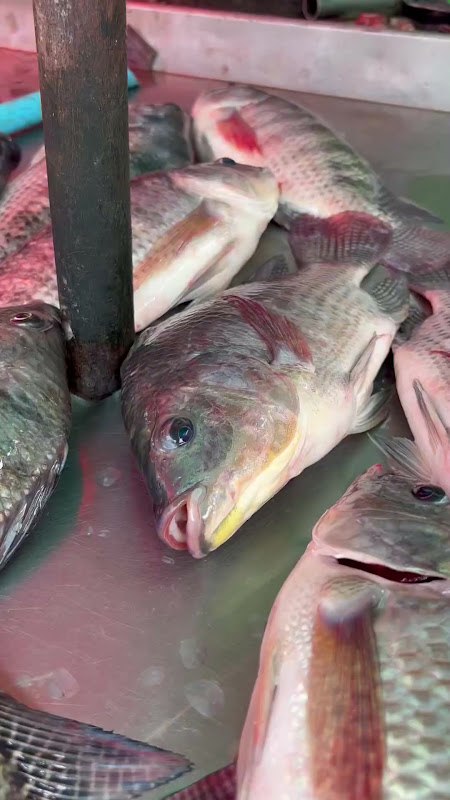 Tilapia Fish Suffocating