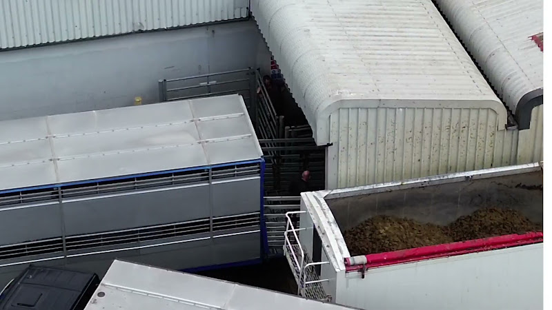 Cows Unloading at Slaughterhouse and Site Reveal