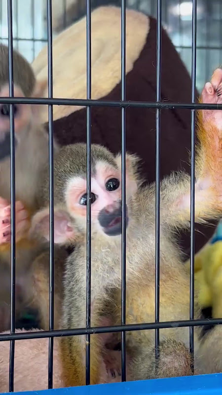 Squirrel Monkeys in a cage for sale at a pet market