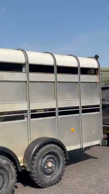 Cows in slaughterhouse truck