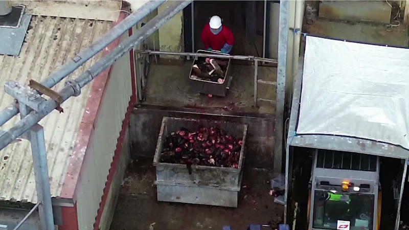 Slaughter worker tips hooves into skip