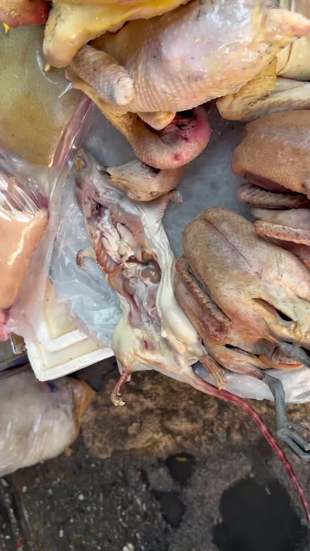 Gutted Rat At Food Market