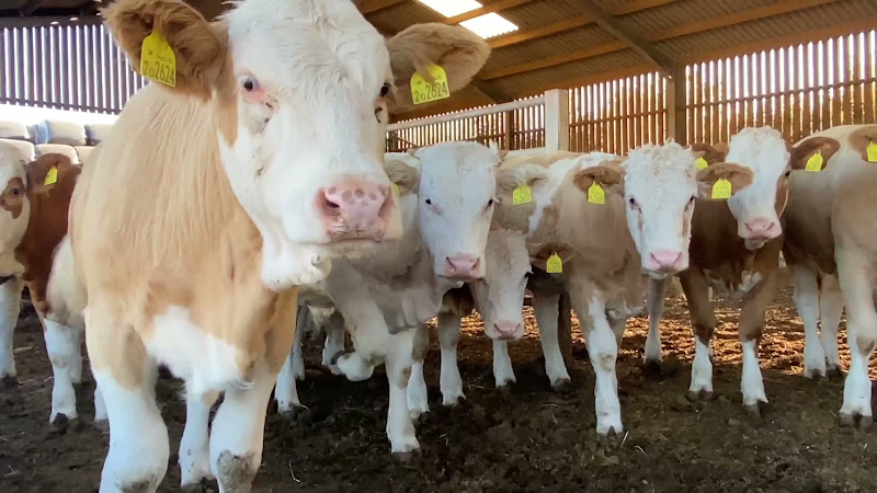 Beef Cows Inside Barn