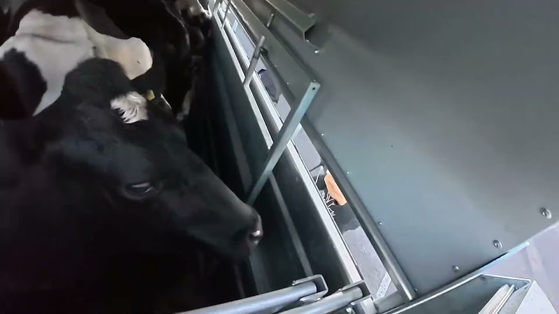 Overhead view Cow in transport trailer 