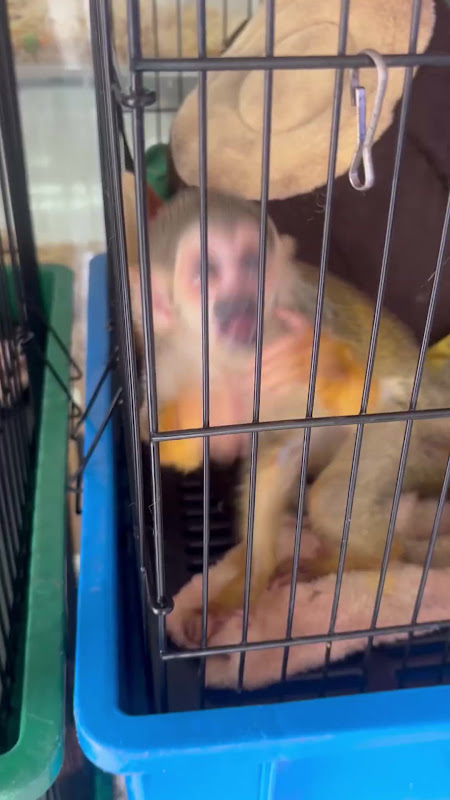 Caged Squirrel Monkeys At Pet Market